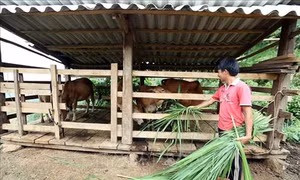 Hiệu quả các chương trình giảm nghèo ở Điện Biên
