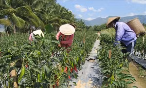 Ninh Thuận: Trồng “ớt Hàn Quốc” giúp người dân nâng cao thu nhập