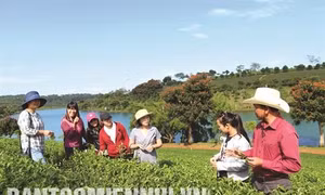 Lâm Đồng xây dựng chuỗi liên kết tiêu thụ sản phẩm và phát triển thương hiệu