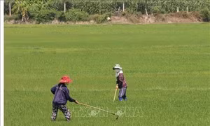 Phòng trừ sâu bệnh gây hại lúa Chiêm Xuân