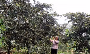 Phát triển thương hiệu vú sữa Tân Yên