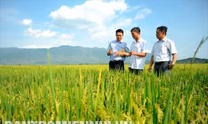 Cánh đồng lớn và khát vọng “gạo Tánh Linh”