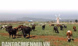 Phát triển ngành chăn nuôi bò sữa ở Lâm Đồng