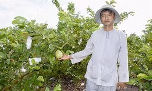 Sóc Trăng: Trồng ổi trên đất phèn, thu hàng tỷ đồng mỗi năm
