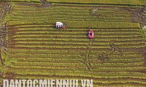 Trà Vinh hỗ trợ nông dân tham gia cánh đồng lớn