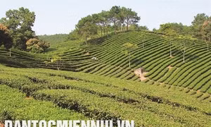 Cây chè giúp dân đồng ở Đình Lập thoát nghèo