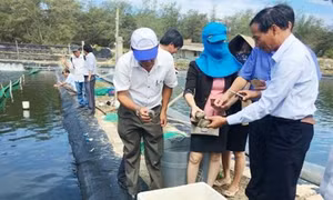 Quảng Ngãi nhân rộng mô hình nuôi ghép hải sâm với ốc hương