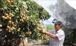 Làm giàu từ vườn cây ăn trái ở Bà Rịa - Vũng Tàu