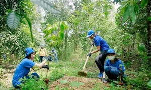 Trồng rừng tạo thêm sinh cảnh cho đàn voi tự nhiên tại Đồng Nai