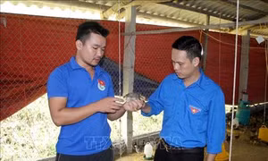 Những thanh niên quyết chí làm giàu trên vùng đất khó Lang Chánh