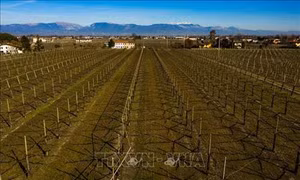  Vùng đồi nho Prosecco của Italy và cung điện Khan của Azerbaijan được công nhận là Di sản thế giới