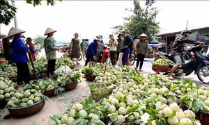 Đặc sản Na Chi Lăng - Nâng tầm thương hiệu, phát triển bền vững