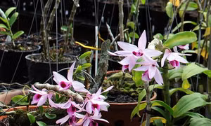 Giàu lên nhờ lan rừng Di Linh