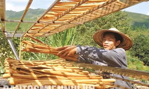 Cây tiền tỷ ở vùng sâu, vùng xa Nậm Đét