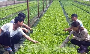 Nông nghiệp Tây Nguyên thích ứng với biến đổi khí hậu (Bài 2)