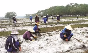 Trồng cây lâm nghiệp trên đất ven biển miền Trung