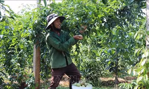 Gia Lai nhân rộng mô hình xen canh