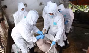 Hà Nội chủ động ngăn chặn và đẩy lùi dịch tả lợn châu Phi