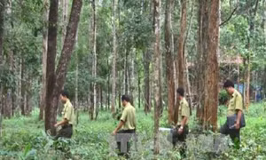  Hàng ngàn hộ dân tham gia nhận khoán bảo vệ rừng ở Kon Tum