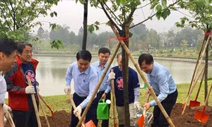 Hà Nội trồng thêm nhiều cây hoa anh đào tại Công viên Hòa Bình