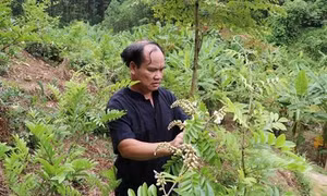 Hà Quốc Vượng - Tỷ phú người Tày trên vùng cao Nghinh Tường