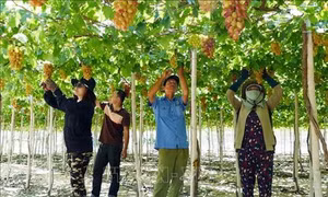 Các làng nho ở Ninh Thuận rộn ràng trước Lễ hội Nho và Vang 2019