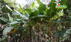 Cây chuối rừng trong ẩm thực của người M’nông, Mạ ở Đắk Nông