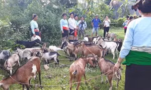 Tạo sinh kế giúp phụ nữ dân tộc thiểu số huyện Như Xuân vươn lên thoát nghèo