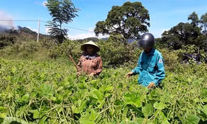 Chuyển đổi giống cây trồng trong vụ Hè Thu 2019 để chống hạn