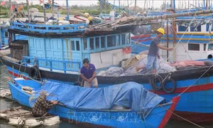 Ứng phó với bão số 5: Những hộ nuôi trồng thủy sản trên biển tại Phú Yên đang hoàn tất việc di chuyển vào bờ