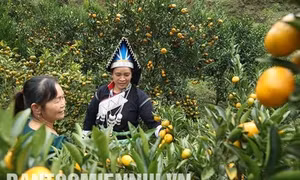 Mường Khương xây dựng thương hiệu nông sản