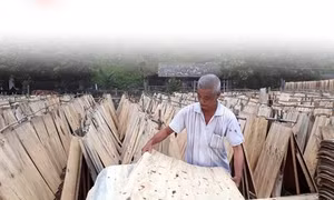Sản xuất gỗ bóc mang lại hiệu quả kinh tế cao ở Bắc Kạn