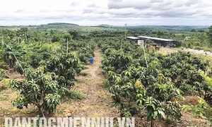 Đắk Gằn phát triển mạnh cây ăn quả