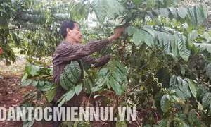 Chống rụng quả cho cây cà phê ở Tây Nguyên