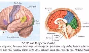 Bệnh mất trí nhớ có sự khác biệt theo giới