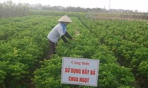 Phòng trừ sâu khoang không dùng thuốc bảo vệ thực vật