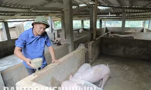 Đảng viên trẻ người Thái làm theo lời Bác