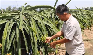 Phát huy tiềm năng kinh tế vùng Đồng Tháp Mười
