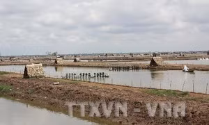 Trà Vinh đầu tư gần 28 tỷ đồng kéo điện phục vụ nuôi tôm