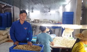 Chàng trai Nguyễn Văn Thắng khởi nghiệp thành công với mô hình sản xuất và chế biến hạt điều