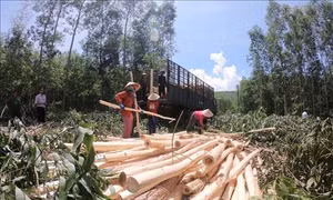 Nông dân Bình Định phát huy hiệu quả nguồn vốn vay trồng rừng