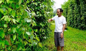 Cho những vườn hồ tiêu tươi xanh ở huyện Chư Sê