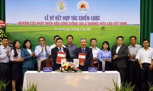 Doanh nghiệp và nhà khoa học "bắt tay" phát triển bền vững giống lúa