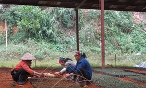 Kỹ thuật tạo giống cây ba kích