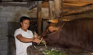 Mô hình kinh tế tổng hợp - hướng đi mới của đồng bào vùng cao Hà Giang