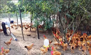 Phát triển mô hình kinh tế trang trại trên cát ở Quảng Điền