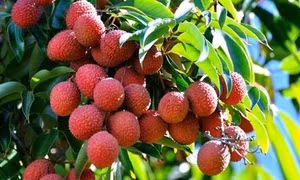 Mùa nóng, ăn vải thế nào cho thích hợp?