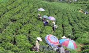 Thái Nguyên đặt mục tiêu có ít nhất 50 sản phẩm đạt chuẩn đến năm 2020
