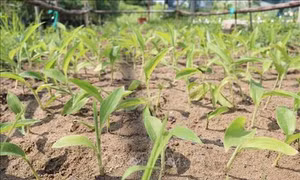 Bảo tồn đa dạng sinh học Vườn Quốc gia Phước Bình phục vụ nghiên cứu khoa học và phát triển kinh tế