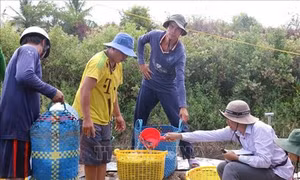 Kiên Giang xử lý các ổ dịch bệnh trên vùng nuôi tôm